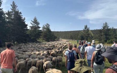 La transhumance du Mont Lozère rassemble éleveurs, habitants et visiteurs autour de l’agropastoralisme
