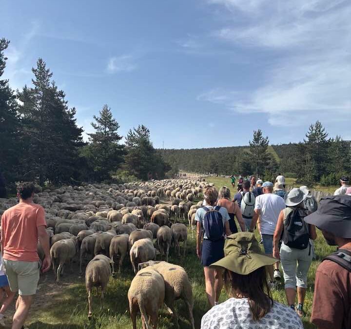 La transhumance du Mont Lozère rassemble éleveurs, habitants et visiteurs autour de l’agropastoralisme