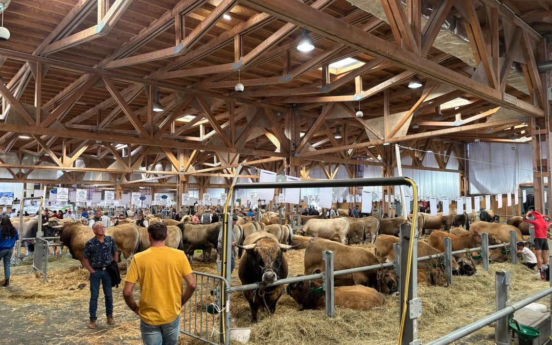 Le concours Aubrac d’Aumont, un rendez-vous au plus près des éleveurs